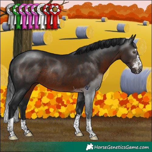 Horse Color:Gray Brown Rabicano 