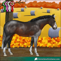 Horse Color:Gray Brown Rabicano