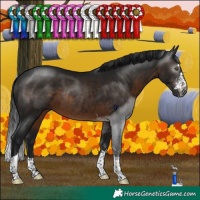 Horse Color:Gray Brown Rabicano 