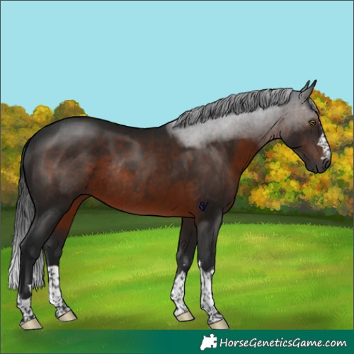 Horse Color:Gray Brown Rabicano 