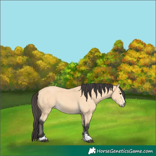 Horse Color:Buckskin 