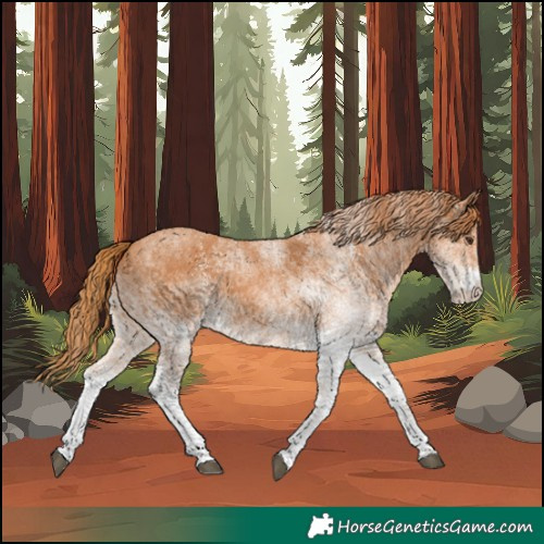Horse Color:White Spotted Chestnut 