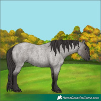 Horse Color:Smoky Grullo Roan 