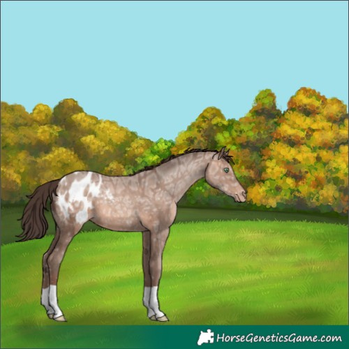 Horse Color:Sable Champagne Ice Appaloosa 