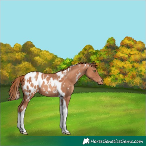 Horse Color:White Spotted Gold Champagne Tobiano Appaloosa 