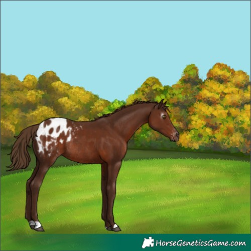Horse Color:Gray Chestnut Appaloosa Rabicano 