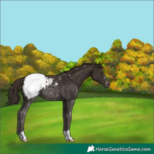 Horse Color:Liver Chestnut Appaloosa 