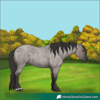 Horse Color:Smoky Grullo Roan 