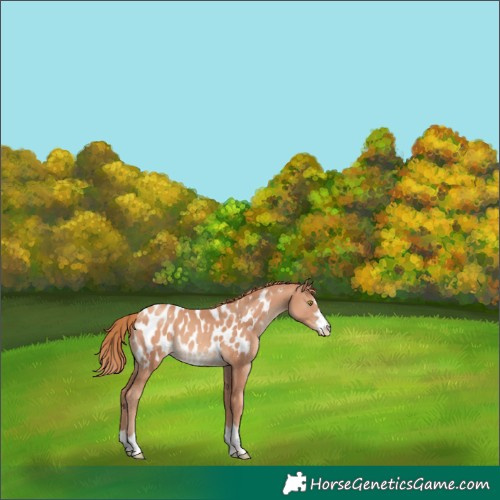 Horse Color:Gold Champagne Appaloosa 
