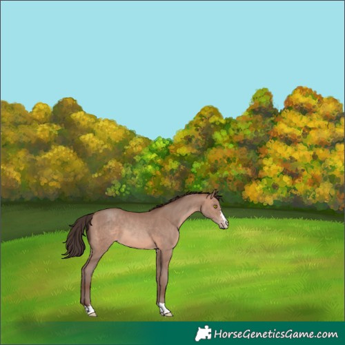 Horse Color:Sable Champagne 