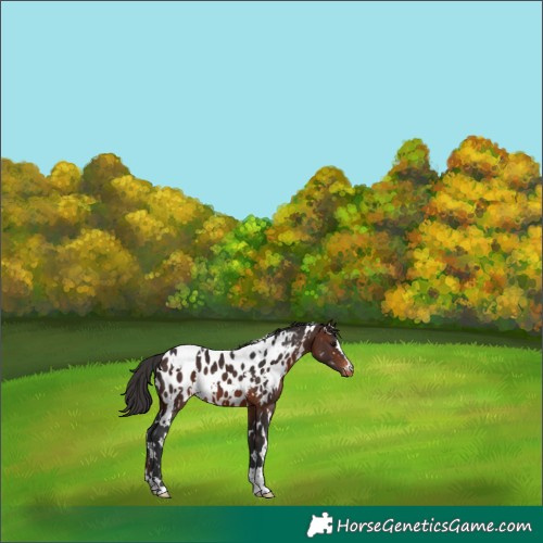 Horse Color:White Spotted Brown Appaloosa