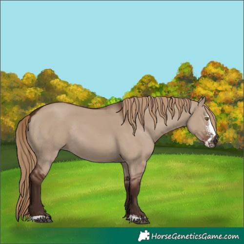Horse Color:Liver Red Dun Sabino Rabicano 
