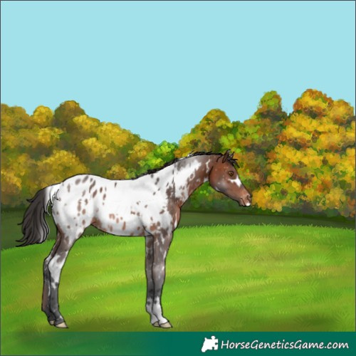 Horse Color:White Spotted Brown Appaloosa