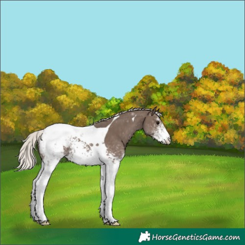 Horse Color:White Spotted Silver Black Tobiano Appaloosa