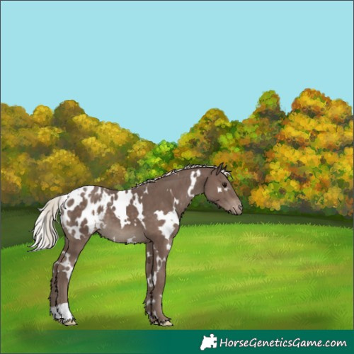Horse Color:White Spotted Silver Black Appaloosa