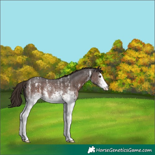 Horse Color:White Spotted Liver Chestnut Sabino Appaloosa Rabicano
