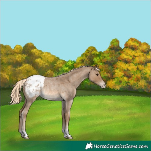 Horse Color:Chocolate Palomino Roan Appaloosa Rabicano 