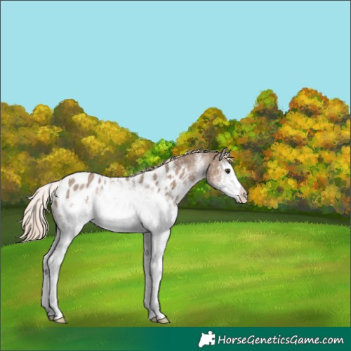 Horse Color:White Spotted Chocolate Palomino Sabino Appaloosa Rabicano 