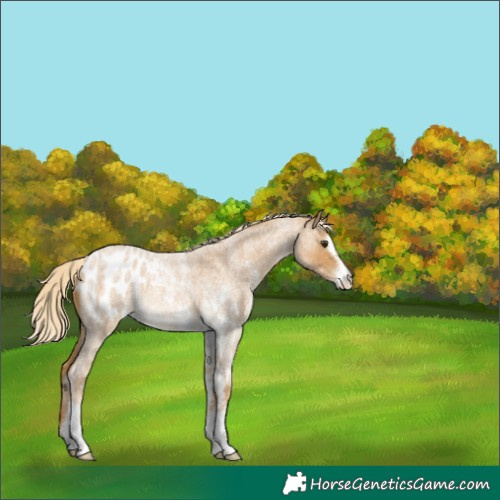 Horse Color:Palomino Roan Sabino Appaloosa Rabicano