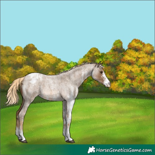 Horse Color:White Spotted Chocolate Palomino Roan Appaloosa 