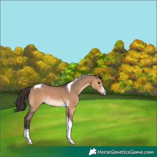 Horse Color:Bay Dun Tobiano