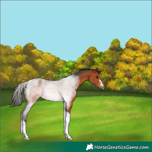 Horse Color:Bay Tobiano 
