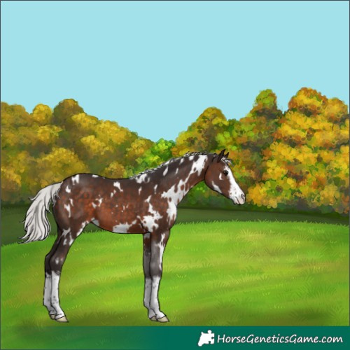 Horse Color:White Spotted Silver Brown 