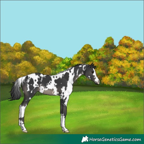 Horse Color:White Spotted Black 