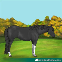 Horse Color:Black Tobiano 