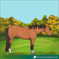Horse Color:Bay Tobiano 