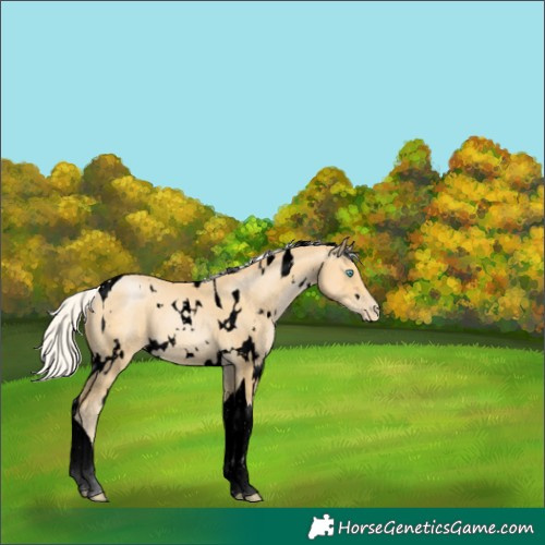 Horse Color:Void White Spotted Silver Buckskin Pearl Tobiano 