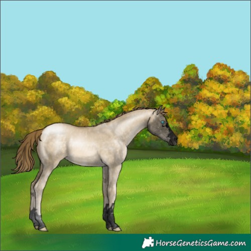 Horse Color:Void Buckskin Pearl Dun