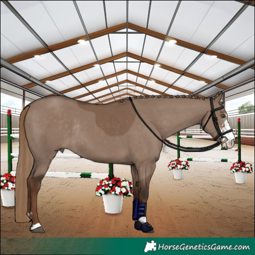 Horse Color:Liver Red Dun Sabino Rabicano 