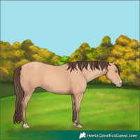 Horse Color:Amber Champagne 