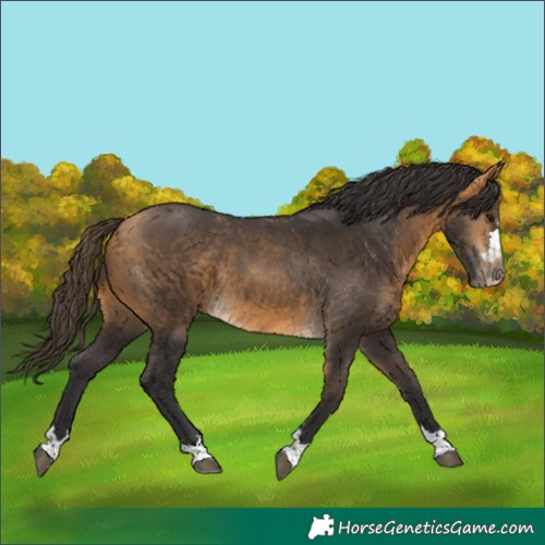 Horse Color:Buckskin 
