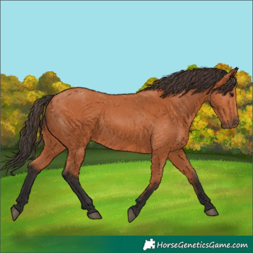 Horse Color:Bay 
