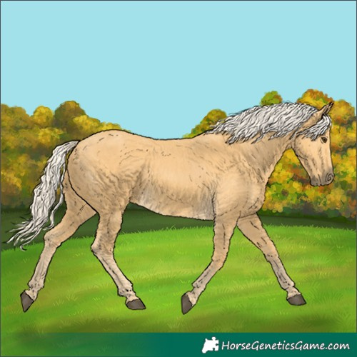 Horse Color:Palomino 