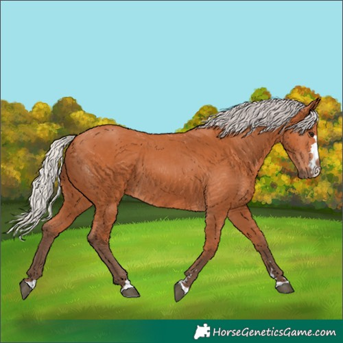 Horse Color:Silver Bay 