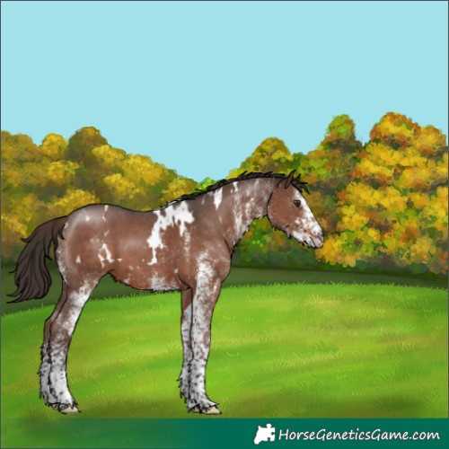 Horse Color:White Spotted Liver Chestnut 