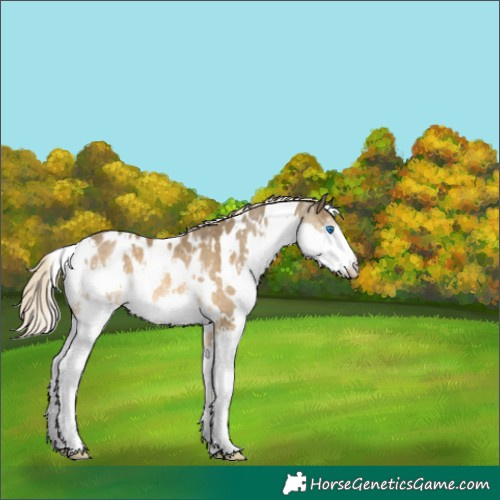 Horse Color:White Spotted Chocolate Palomino Splash Appaloosa Rabicano 