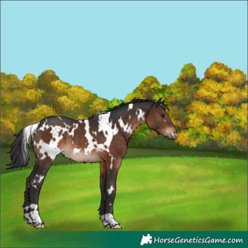 Horse Color:White Spotted Brown Rabicano 