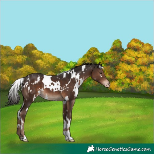 Horse Color:White Spotted Liver Chestnut Appaloosa 