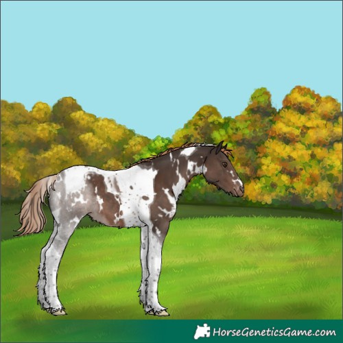 Horse Color:White Spotted Liver Chestnut Tobiano Appaloosa 