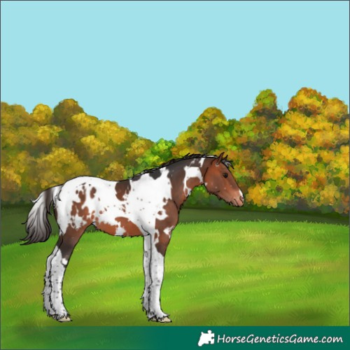 Horse Color:White Spotted Bay Mushroom Tobiano Appaloosa 