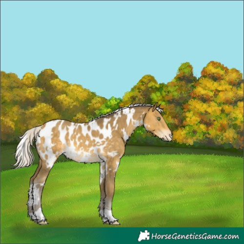 Horse Color:White Spotted Silver Sable Cream Champagne Appaloosa Rabicano 