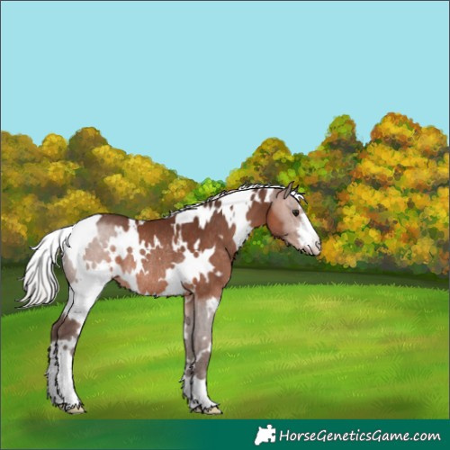 Horse Color:White Spotted Silver Bay Mushroom Rabicano 