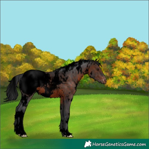 Horse Color:Void White Spotted Brown Appaloosa Rabicano 