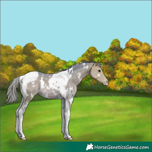 Horse Color:Watercolor White Spotted Buckskin Tobiano Appaloosa