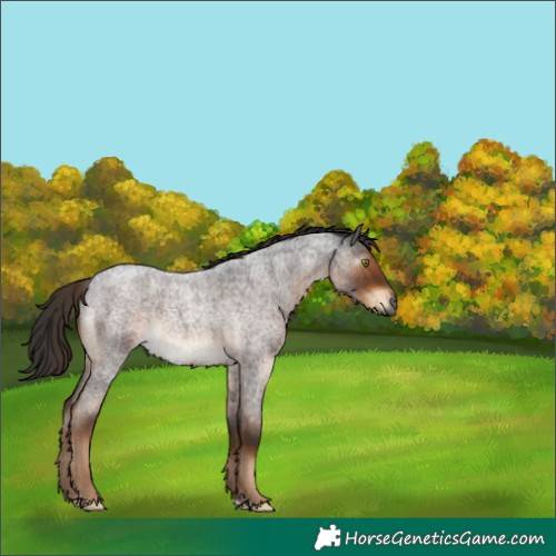 Horse Color:Gray Liver Red Roan Rabicano 