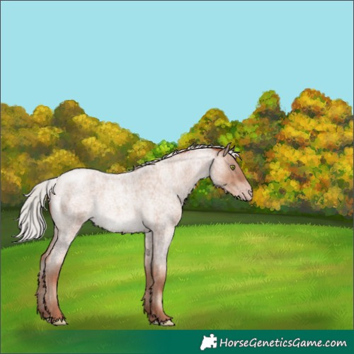 Horse Color:Silver Sable Champagne Roan 